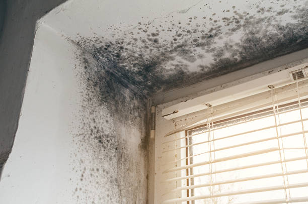 Affordable Mold Cleanup solutions in Knightdale, NC